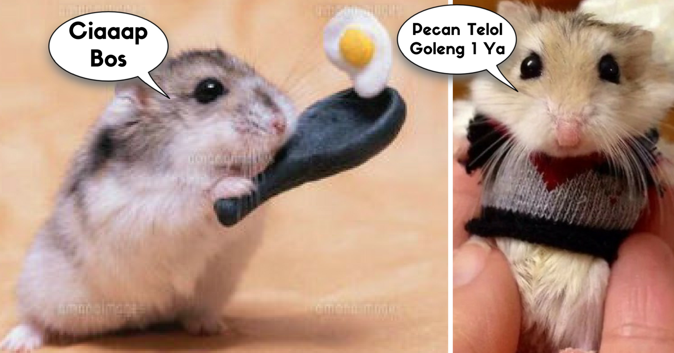 19 Hamster Dengan Benda Imut Ini Bakal Buat Kamu Senyum Dan Bilang