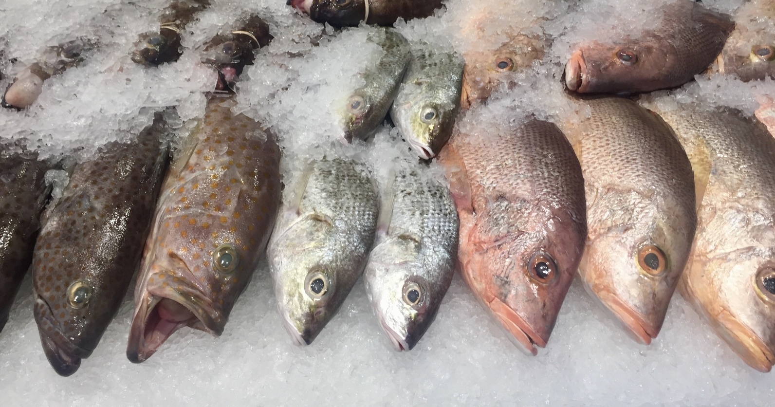 how-to-know-if-the-fish-you-re-picking-out-is-actually-fresh