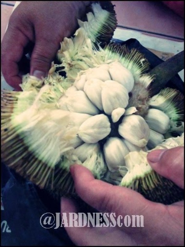  Terbaru..Gambar Makanan Pelik Yang Terdapat Di Malaysia