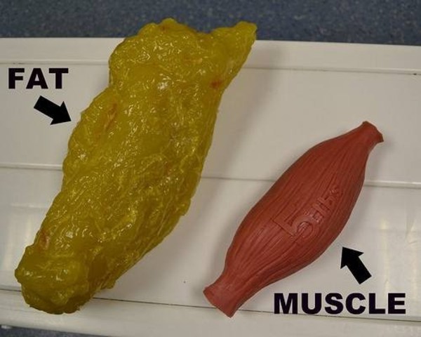 fact-or-fake-47-muscle-weighs-more-than-fat