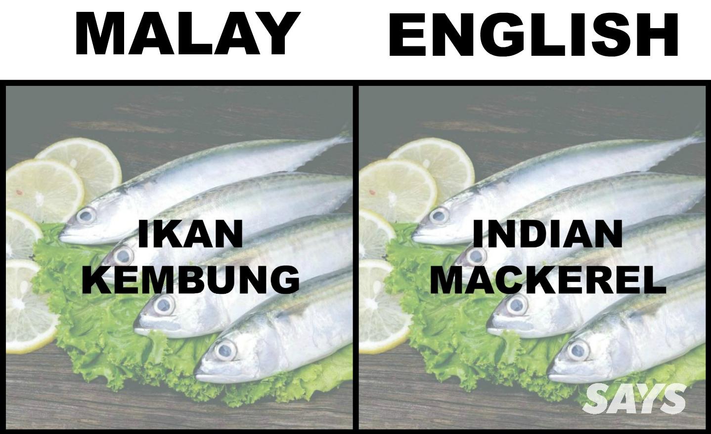 What's Ikan Patin In English? Here Are 17 Translations Of Fish
