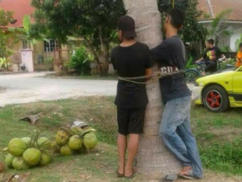 They Were Caught Stealing Coconuts So Villagers Tied Them To A Coconu
