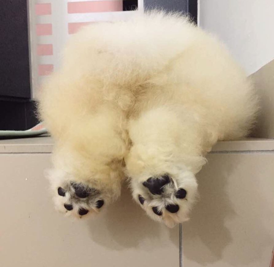 Instagram-Famous Pup, Puffie The Chow Has Died