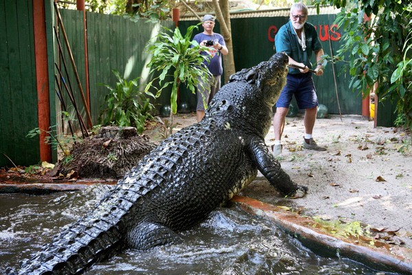 World's Largest Captive Crocodile Lolong Dies In Philippines