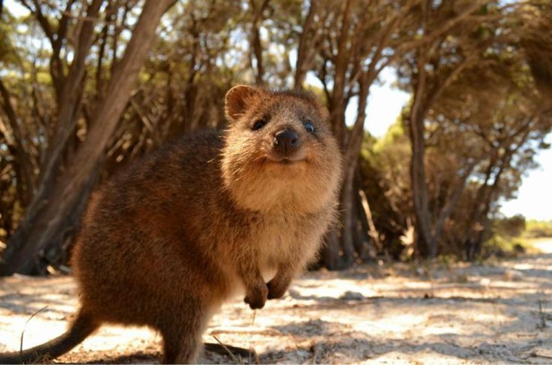 Photos To Prove That The Quokka Is Indeed The Cutest, Happiest Animal On  Earth