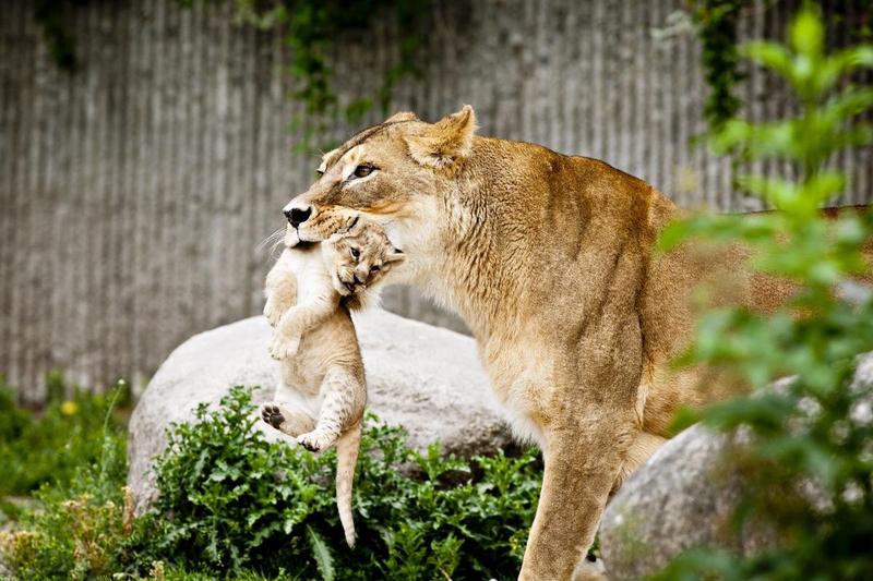 The Copenhagen Zoo That Killed A Giraffe Last Month Puts Down 4 Healthy