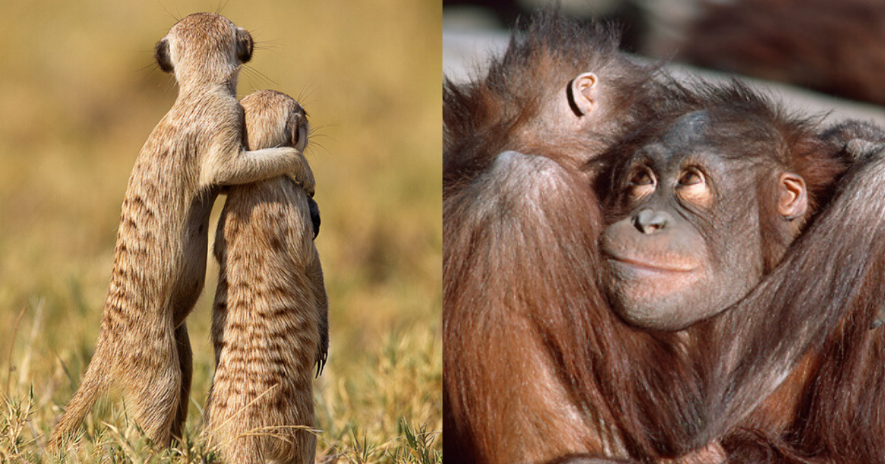 17 Wild Animals In Love That Will Give You The Feels