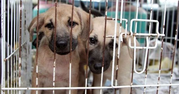 9 Winning Points You Should Know About Malaysia's New Animal Welfare Bill