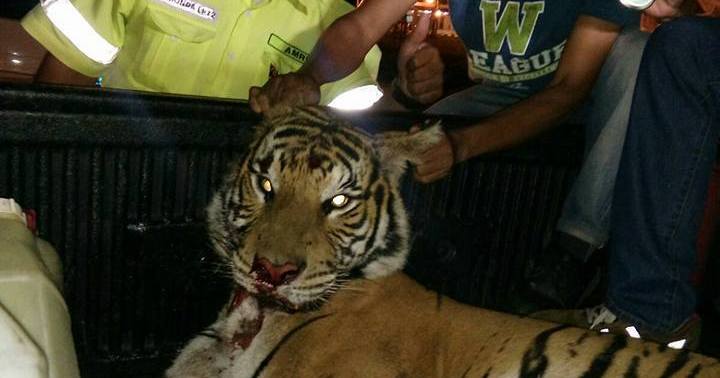 Critically Endangered Malayan Tiger  Killed On The Road Was 