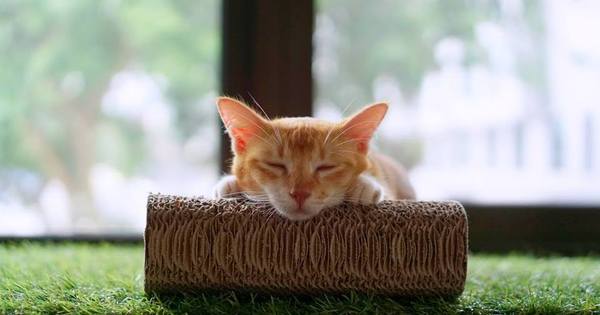 8 ‘Cat Cafe’ Paling Unik Di Malaysia Yang Pasti Digilai Pencinta Kucing