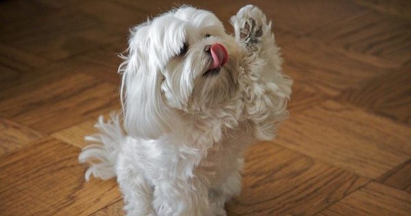 Did You Know: It's Legal For Malaysians To Have Pets In Condos!