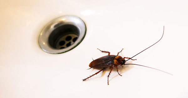 Why Cockroaches Are Attracted To Your Home Even When It S