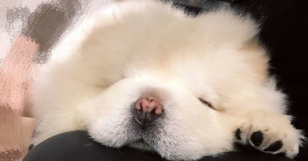 puffie the chow