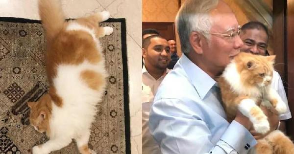 PM Najibu0027s Cat Kiky Is So Popular, It Has Its Own Instagram Account