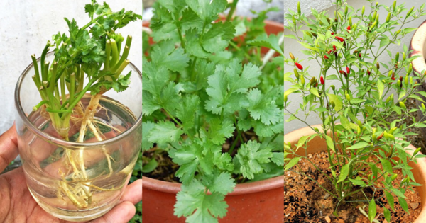 how can i grow curry leaves at home