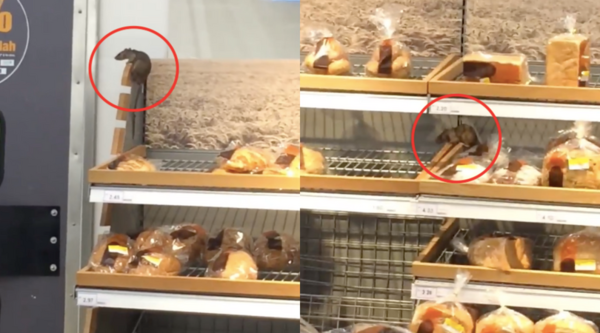  VIDEO Tikus Ditemui Berkeliaran Di Rak Roti  Tesco Setia 