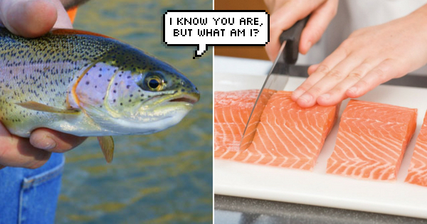 trout vs salmon
