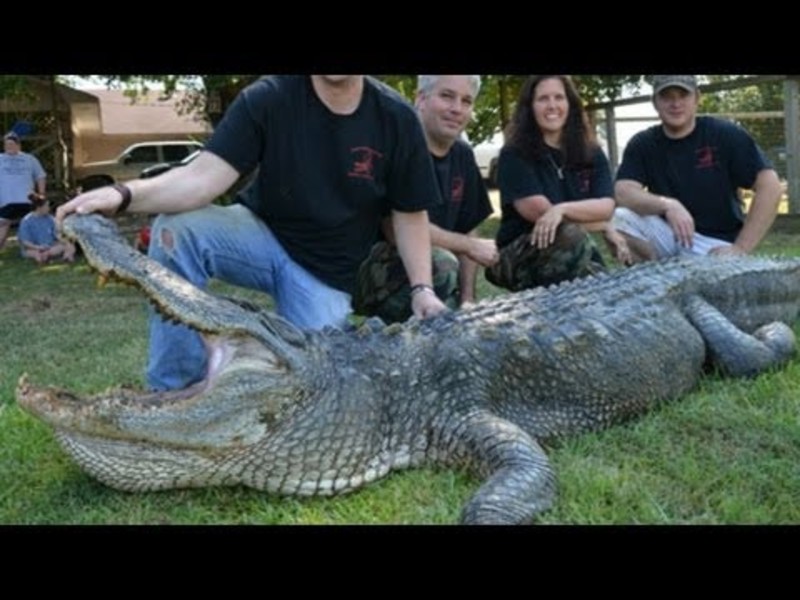 [PICS/VID] This Might be the BIGGEST Alligator We've Ever Seen