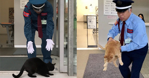 Animal Psychologists in Japan Create Traffic Safety Video for Cats