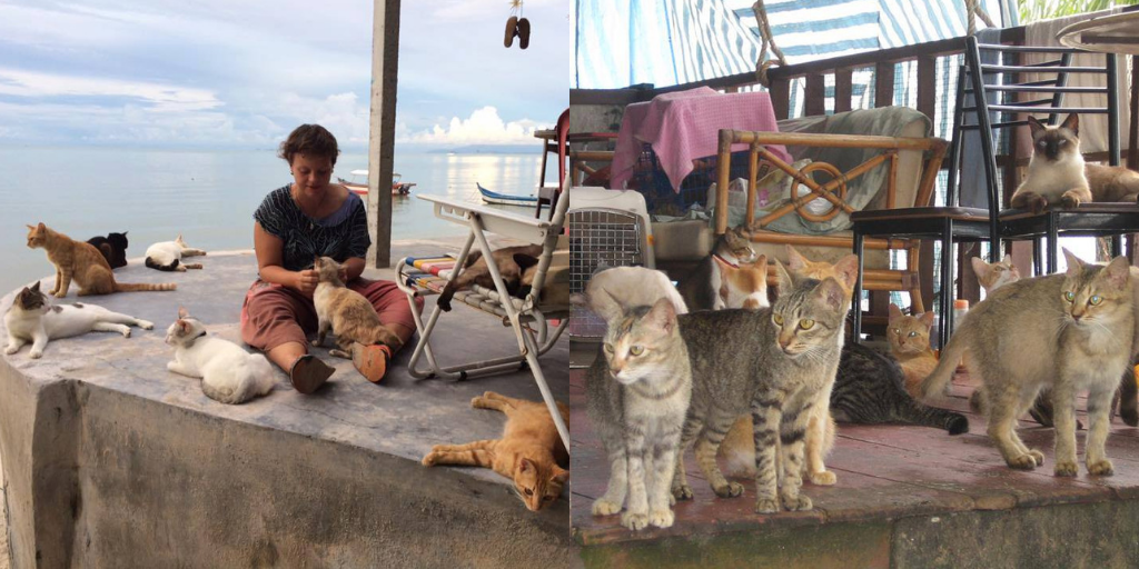 'Cat Beach' Di Pulau Pinang Ini Ialah Destinasi Unik Untuk 