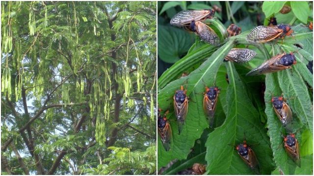 Misteri Air Pokok Petai  Menangis Di Kelantan Yang 