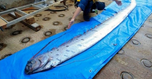 Several Dead 'Bad Omen' Fish Findings Are Making Japanese Fear That A