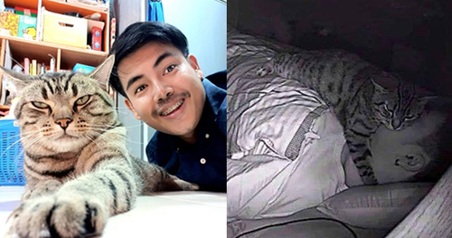 M'sian Buys Louis Vuitton Collar For Cat's 3rd Birthday, Netizens