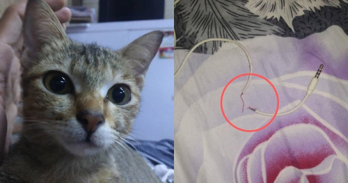 M'sian Buys Louis Vuitton Collar For Cat's 3rd Birthday, Netizens Submit  Application To Be Her Cat - WORLD OF BUZZ
