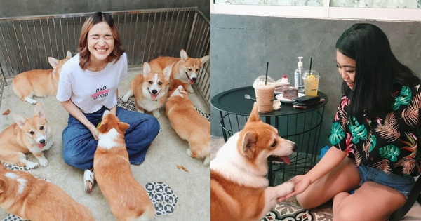 This Cafe In Bangkok Has 12 Adorable Corgis You Can Play With