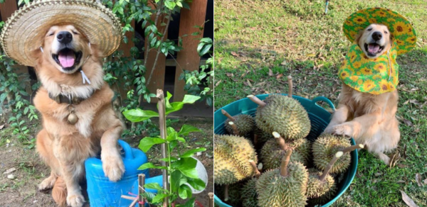 L’agriculteur de verger de durians le plus mignon au monde est un chien nommé Jub Jib