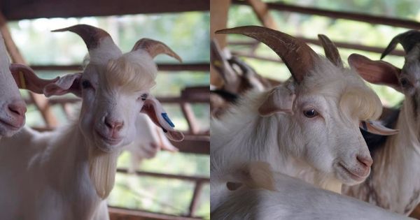 This Bearded Goat In Perak Is Attracting Praise From Netizens For Its Handsome Look