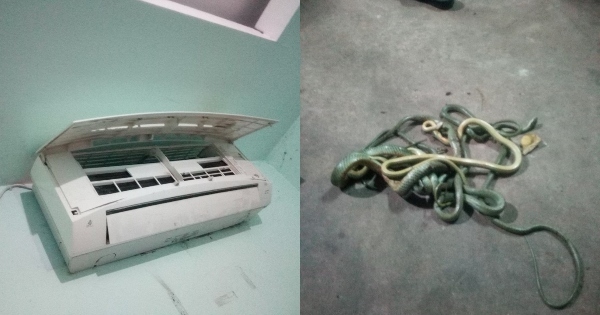 Man Finds 5 Snakes Hidden In His Air-Conditioner At Home