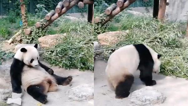 Video Shows Zoo Visitor In China Throwing Rocks At A Panda For Being 