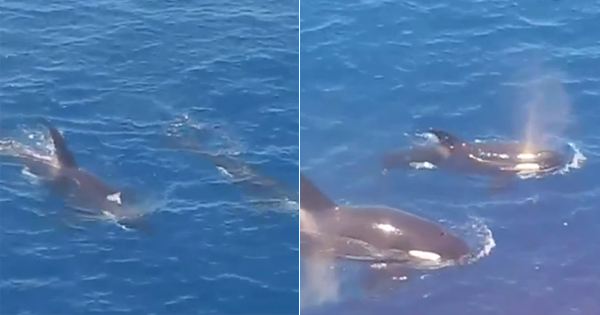 Orcas Spotted Swimming In Terengganu Waters For The First Time In History