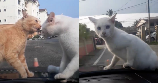 Two Cats Fighting On Top Of A Car Continued Their Battle Even As 