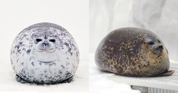 angry seal pillow