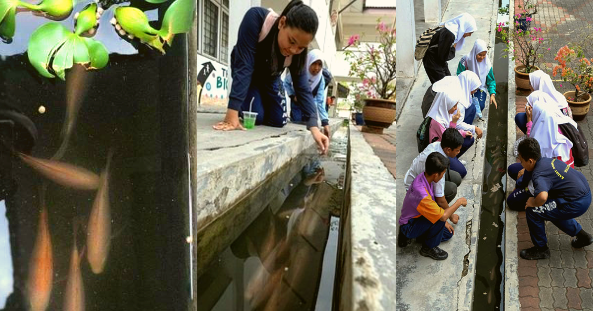 Macam Jepun Sekolah Di Ipoh Mula Projek Ternak Ikan Dalam 