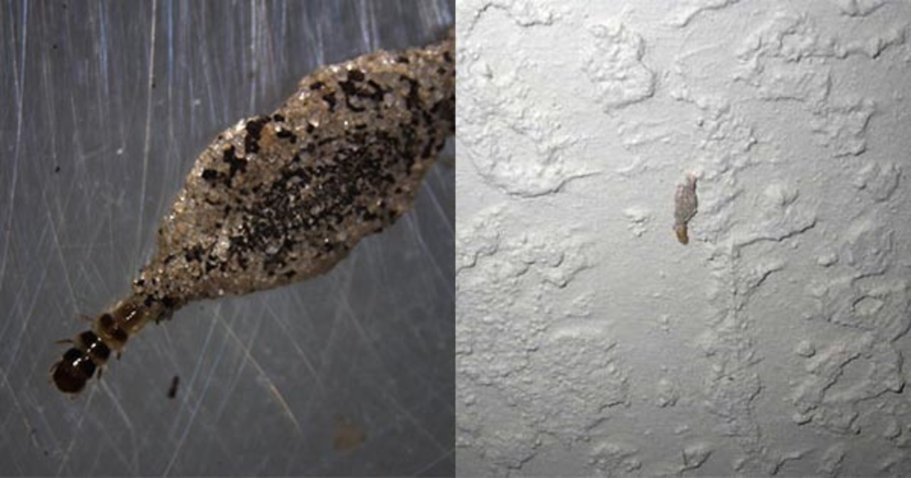 Little Black Worms On Ceiling Shelly Lighting