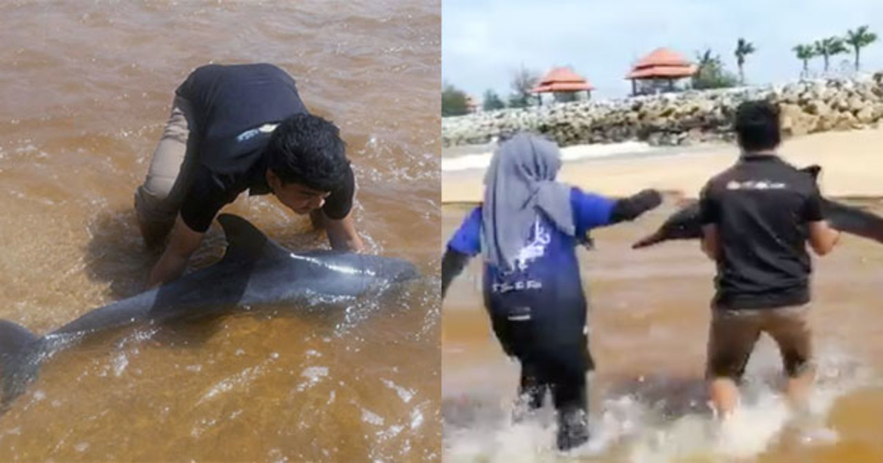 Watch These Students Dramatic Rescue Of A Beached Dolphin In Terengganu