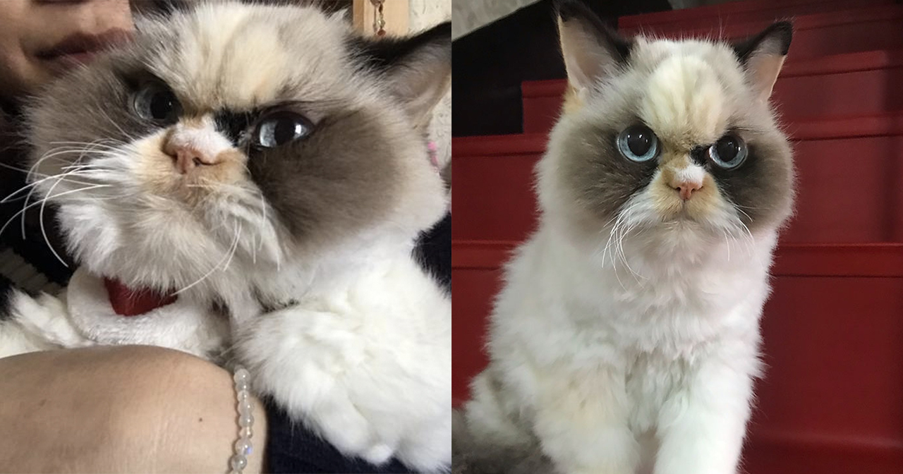 Meet Meow Meow, the Angry Internet Cat That Looks Like Grumpy Cat