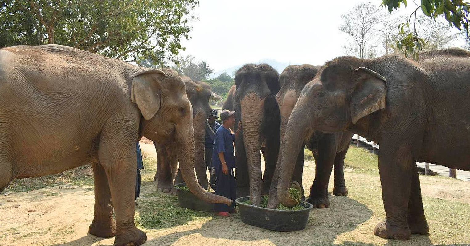 Парк слонов в Таиланде
