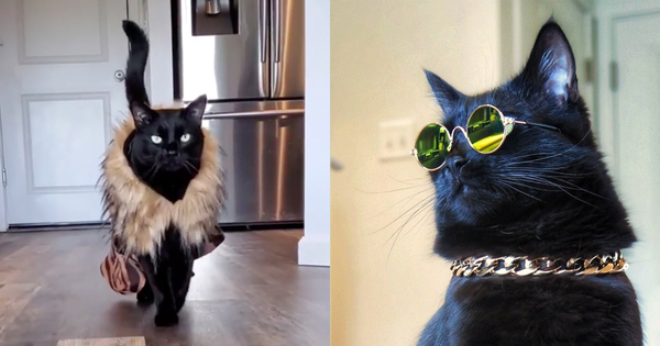 This Instagram Famous Black Cat Is The Fashion Icon Of 2020