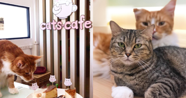 These Kitties Are In Need Of Loving Homes After Closure Of JB Cat Cafe