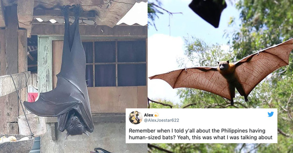 human sized bat