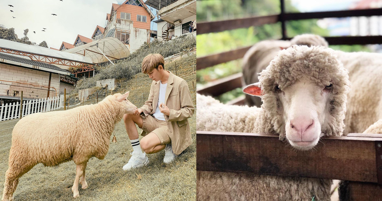 There S A Farm In Cameron Highlands That Lets You Feed Fluffy Sheep For Less Than Rm8