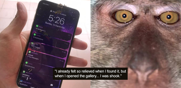 Pria Kehilangan Ponsel Saat Tidur Siang Dan Menemukannya Kemudian Di Hutan Dengan… Selfie Monyet