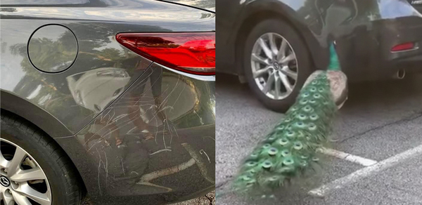 Peacock Leaves Scratches On Car In Singapore After Attacking Its Own ...