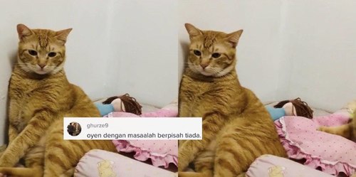 Kucing Ini Hilang 3 Hari, Balik Rumah Bawak Nota u0027Hutangu0027