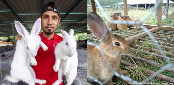 Young Malaysians Encouraged To Try Rabbit Farming