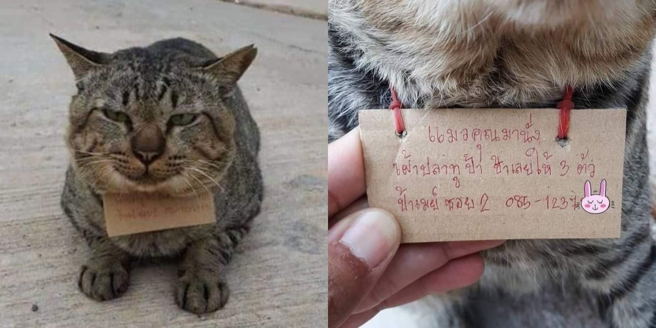 Kucing Ini Hilang 3 Hari, Balik Rumah Bawak Nota u0027Hutangu0027